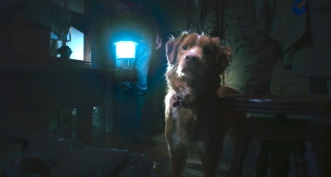 IFC-Gives-Dog-POV-Horror-Movie-Good-Boy-Wide-Release-Oct.jpg