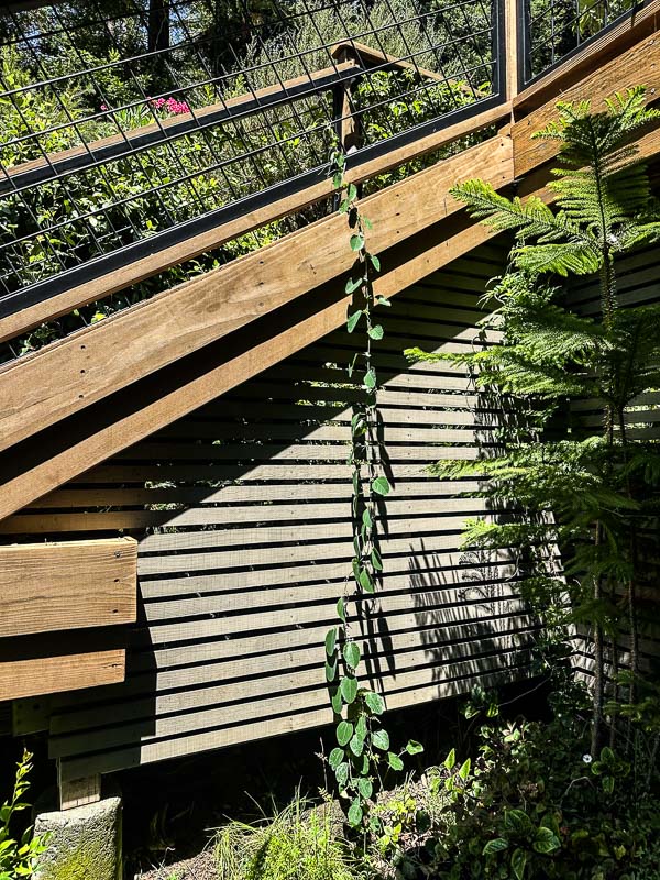 My Everyday Life Week 31 of 2025- Tracy Benjamin of Shutterbean.com