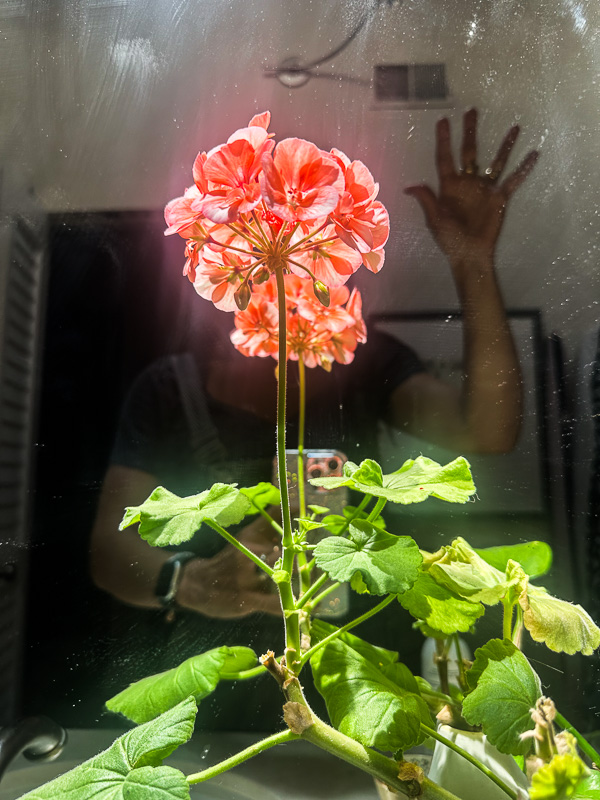 My Everyday Life Week 31 of 2025- Tracy Benjamin of Shutterbean.com