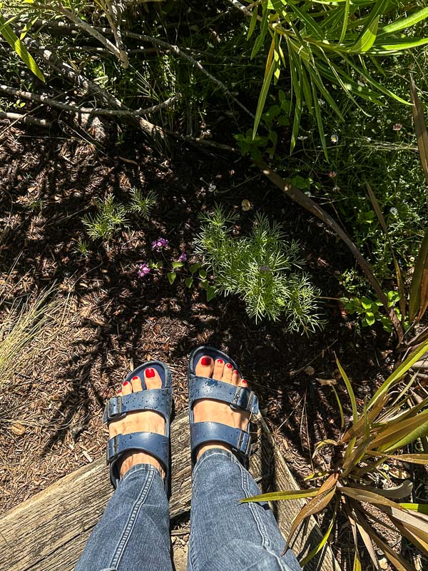 My Everyday Life Week 31 of 2025- Tracy Benjamin of Shutterbean.com