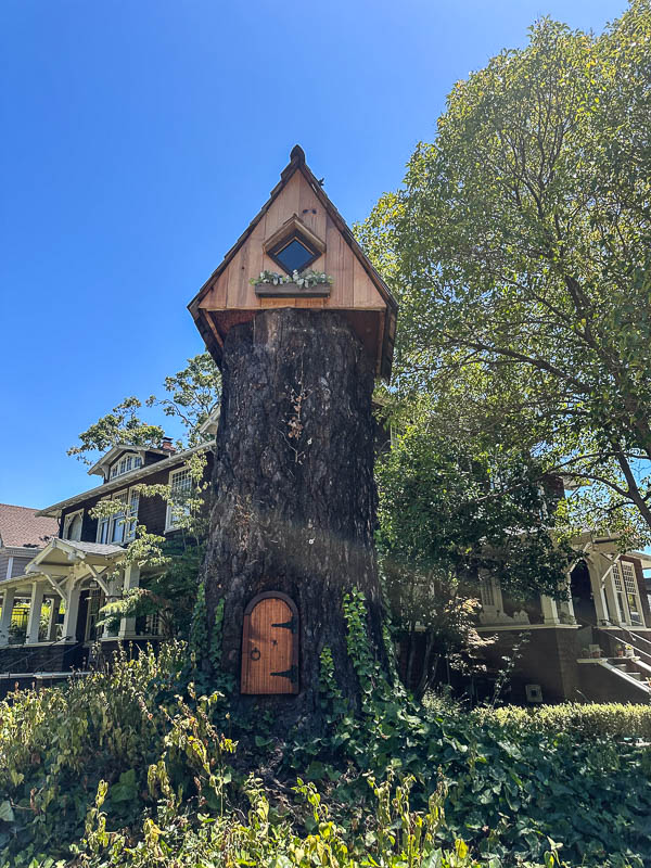 My Everyday Life Week 31 of 2025- Tracy Benjamin of Shutterbean.com