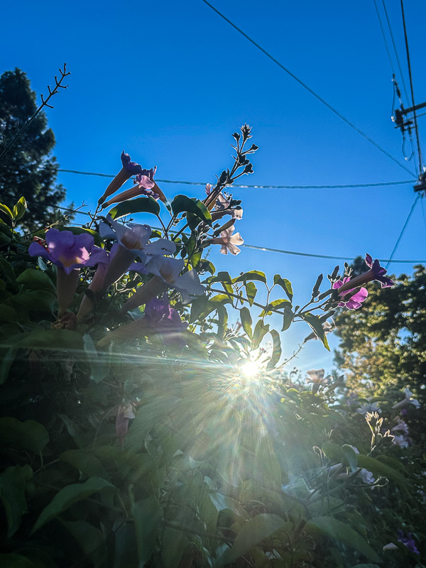 My Everyday Life Week 31 of 2025- Tracy Benjamin of Shutterbean.com