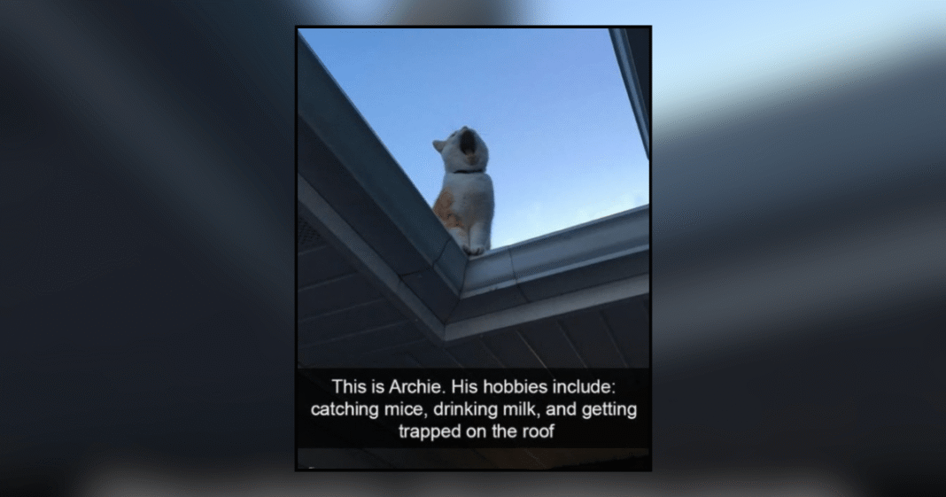 21-Hissterical-Memes-of-Liquid-Cats-in-Solid-Predicaments.png
