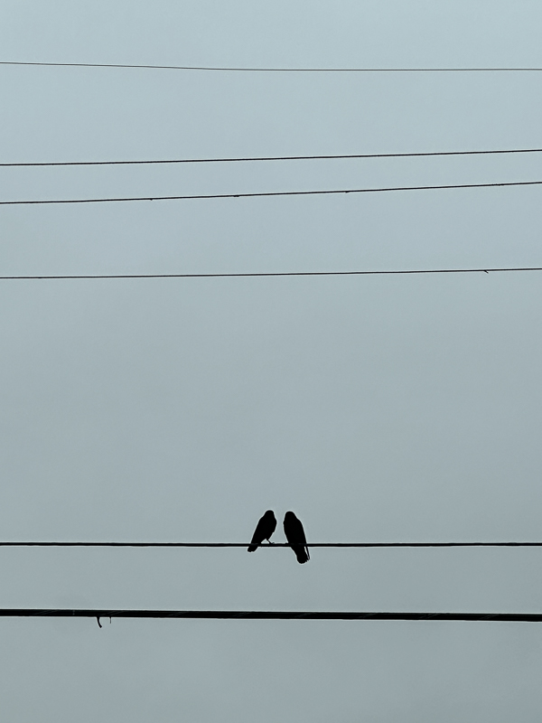 My Everyday Life Week 50 of 2025- Tracy Benjamin of Shutterbean.com