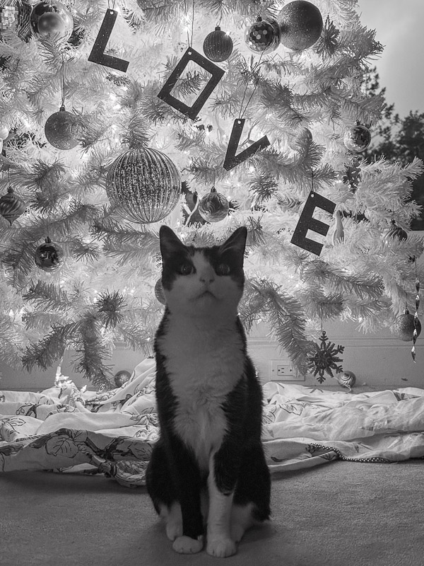 My Everyday Life Week 50 of 2025- Tracy Benjamin of Shutterbean.com