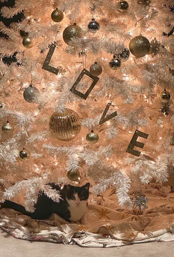 My Everyday Life Week 50 of 2025- Tracy Benjamin of Shutterbean.com